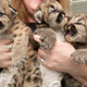 Illustration for article titled ZOMG BABY MOUNTAIN LION EXTRAVAGANZA!!!